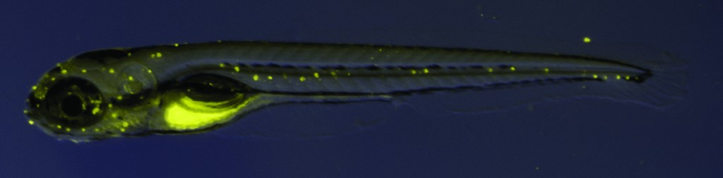 daspei-labeled-larval-zebrafish-1024x252