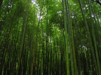 bamboo-grove-1543170